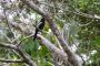 Amazonas06 - 472 * Black Nunbird.